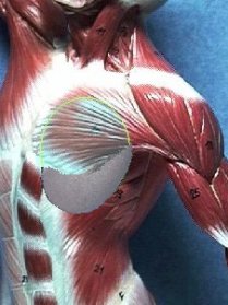 muscle-under-partial