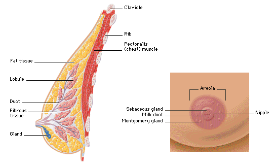 breast-diagram1